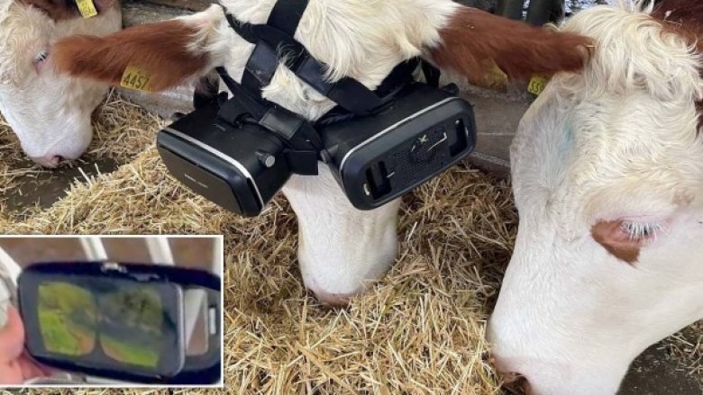  Fermeri turk po i vendos lopëve kufje VR duke i bërë të mendojnë se gjenden në livadh
