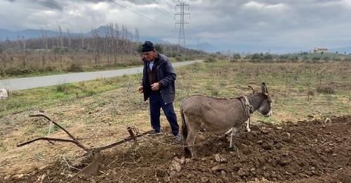 Rikthehet punimi i tokës me kafshë! Çmimi i lartë i karburantit detyron bujkun në Lezhë të punojë si në mesjetë (VIDEO)