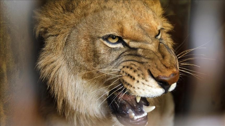  Iran, luani ik nga kafazi dhe mbyt një punonjës të kopshtit zoologjik