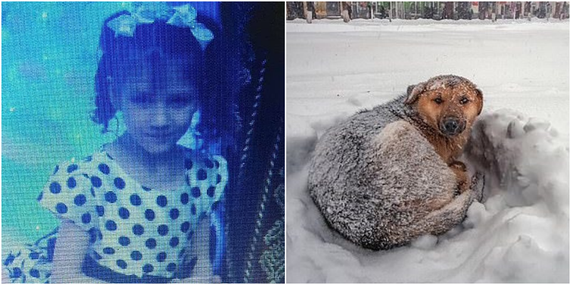 Kaloi mbi 18 orë në acar/ Vajza i mbijeton të ftohtit duke u përqafuar me qenin