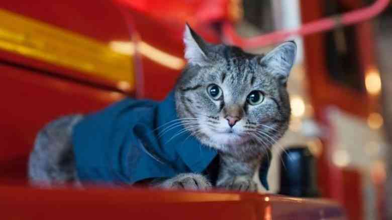  Një mace jeton në një stacion të zjarrfikësve dhe ka një detyrë shumë të rëndësishme në punë