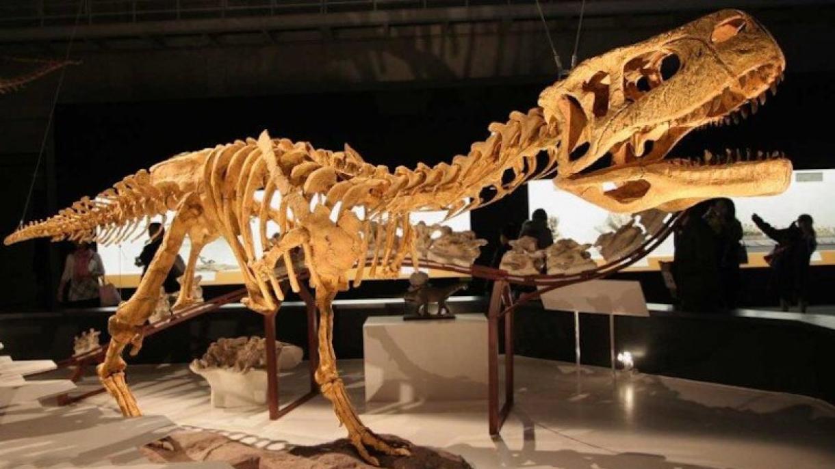  Studiuesit zbulojnë dinozaur të ri pa krahë në Argjentinë