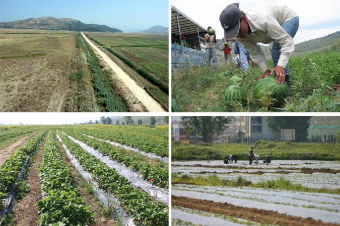  Mungesa e punonjësve problem më bujqësi, 30 gra nga Nepali vijnë të punojnë në Lushnjë