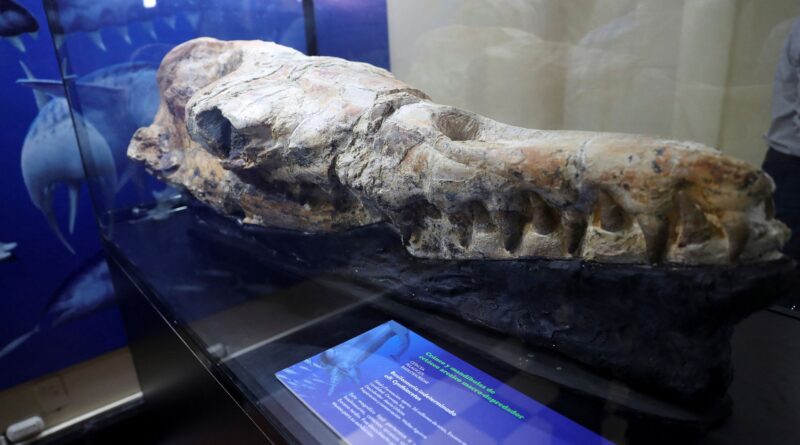  Gjendet Basilosaurus, paraardhësi 36 milionë vjeçar i balenave të sotme