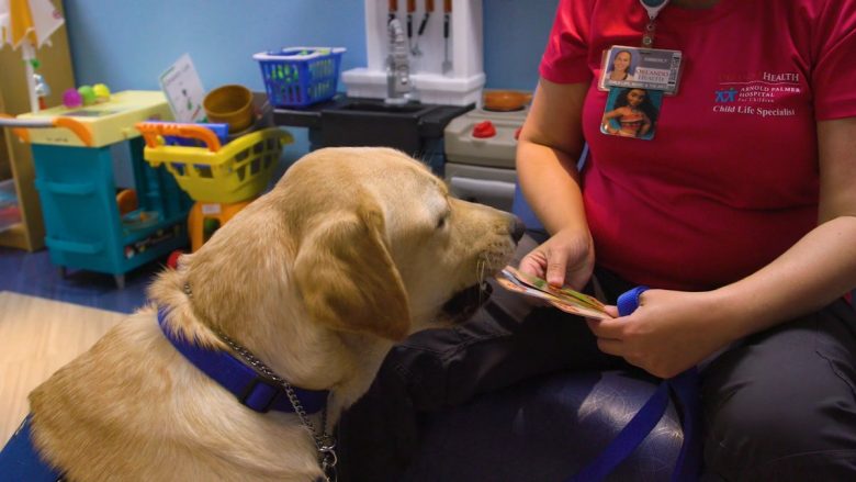  Qeni që di 40 komanda punësohet në spitalin e fëmijëve në Florida