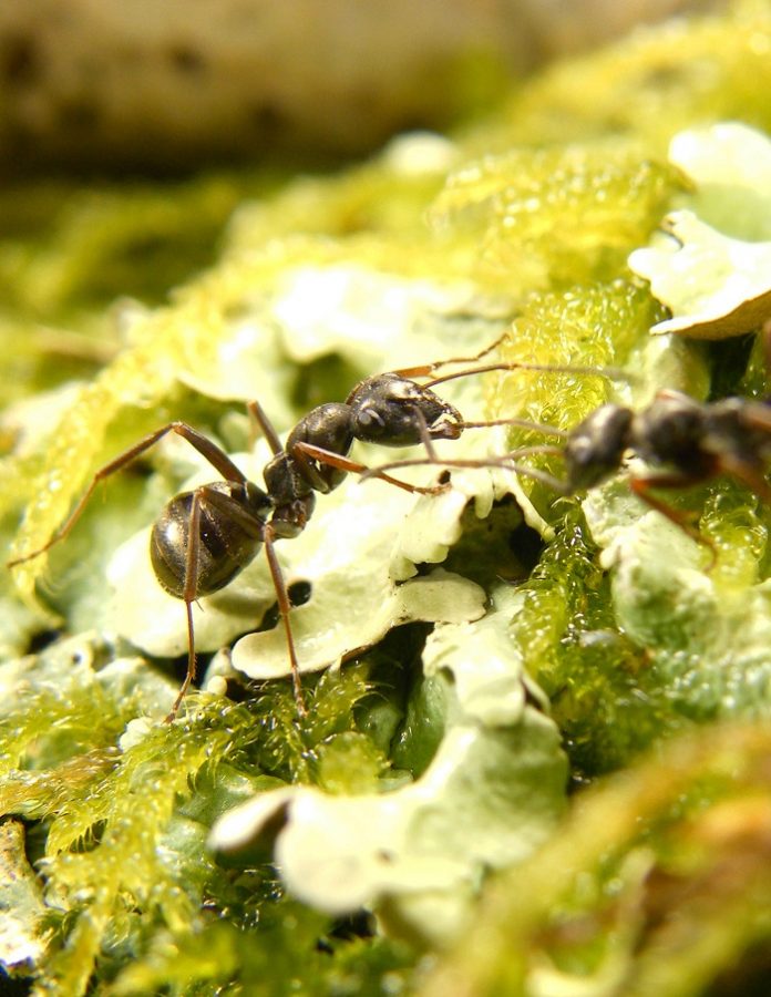  Si detektojnë milingonat kancerin?