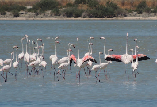  Flamingot, spektakël në lagunën Kune Vain të Lezhës
