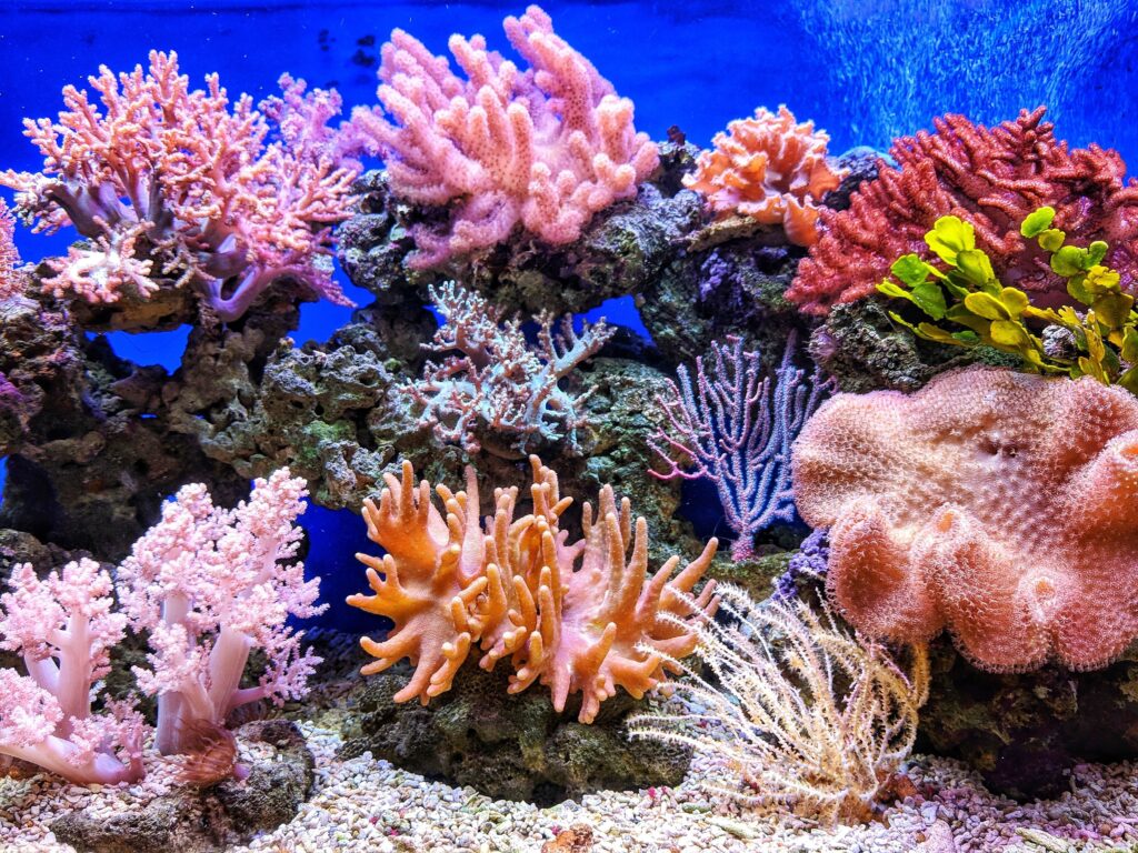 Studim, shkëmbinjtë koralorë drejt zhdukjes