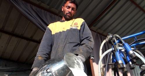 Fermeri nga Kruja punëson pakistanezë për t’u kujdesur për lopët: Flasin pak dhe punojnë më shumë se shqiptarët