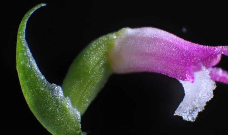 Zbulohet një specie e re orkide në Japoni, petalet e saj janë prej ‘qelqi’
