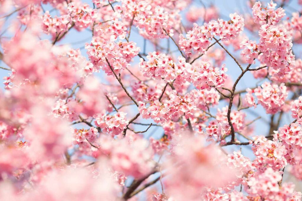 Ekuinoksi pranveror 2023, sot dita e parë e pranverës