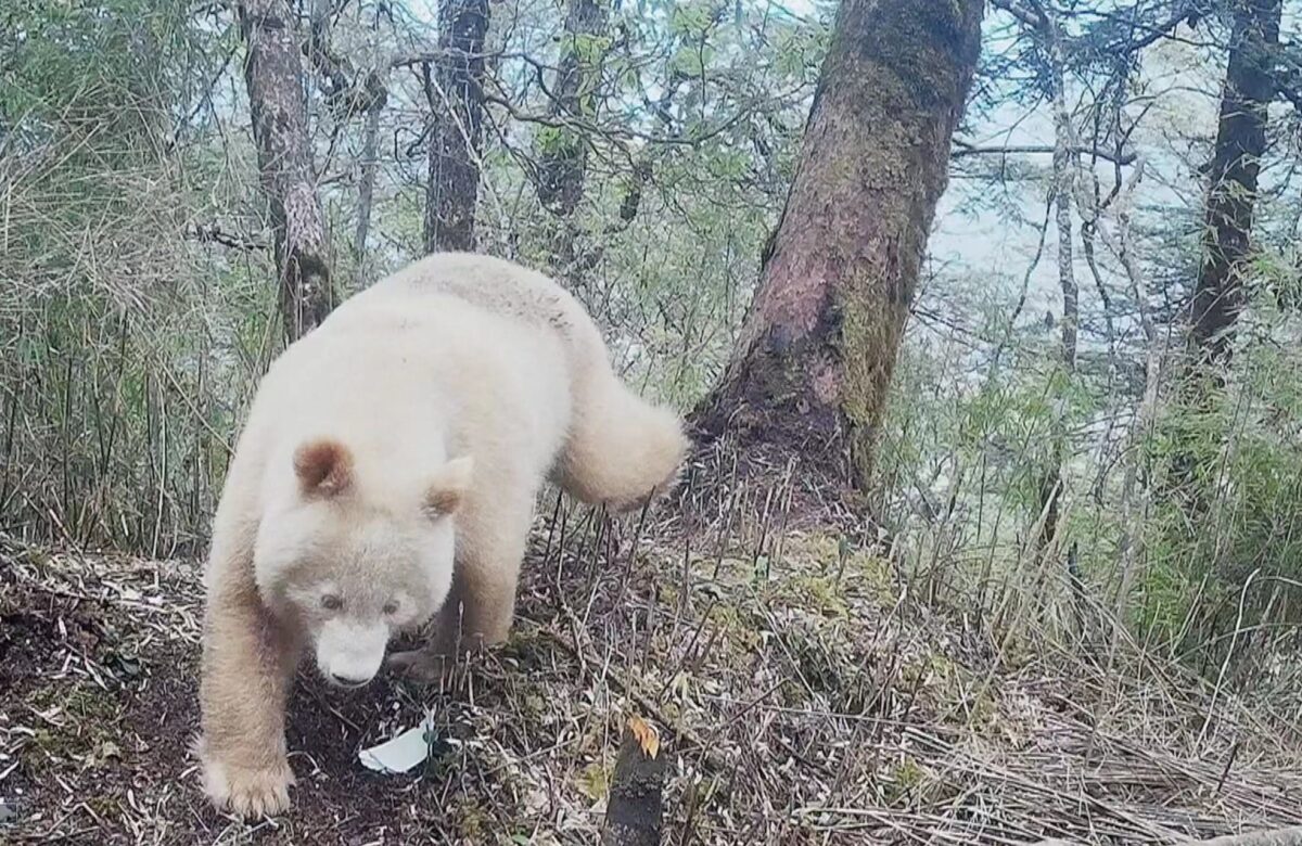 Panda e vetme “albine” gjendet në Kinë