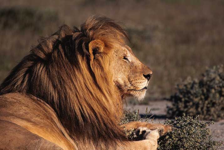  Studimi: Kafshët më shumë i frikësohen njeriut sesa luanit