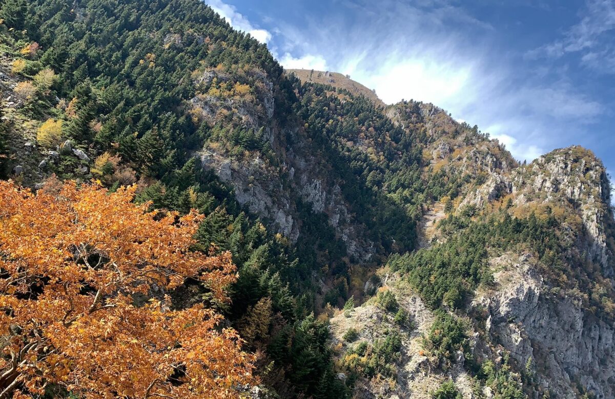 Bredhi i Sotirës, parku natyror ku mbrohen habitatet dhe speciet e veçanta